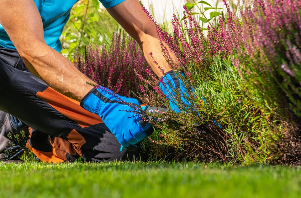 Professional garden maintenance services in Worcester